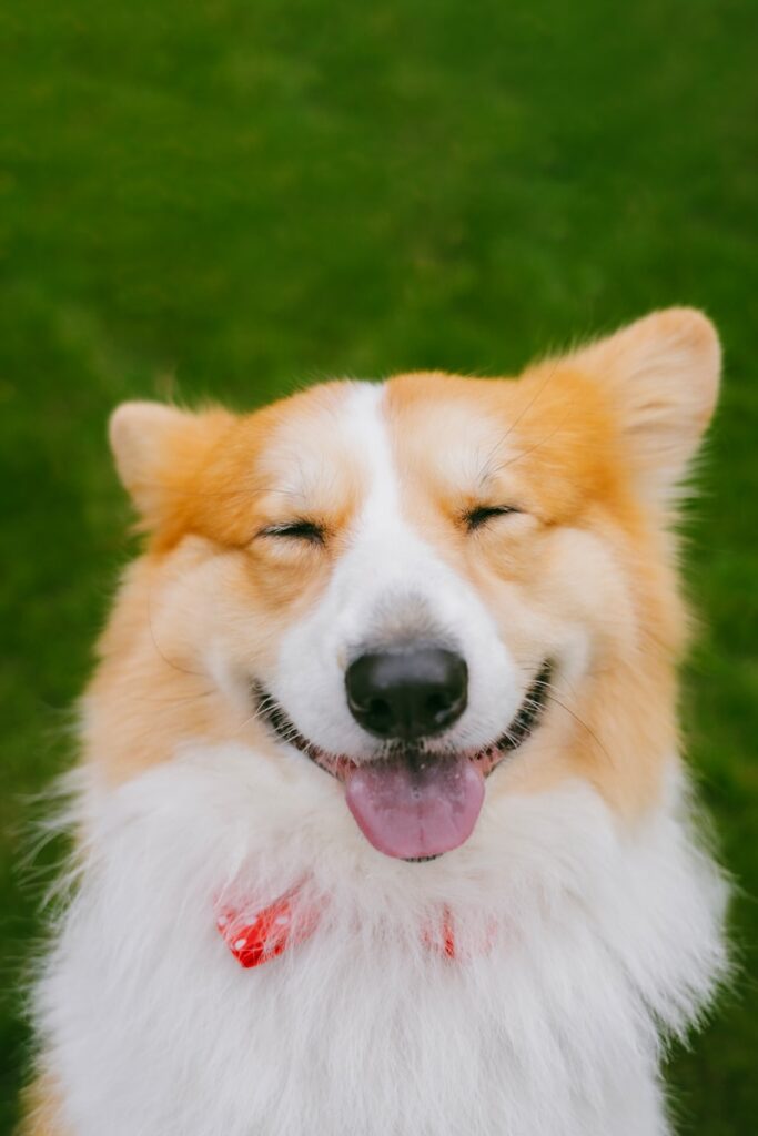A happy corgi dog with eyes closed and tongue out.