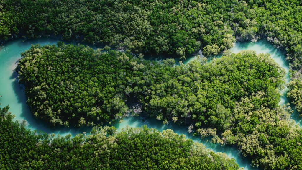 Aerial view of a winding river through lush green forest.